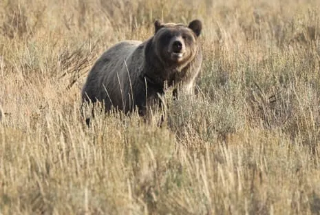 Hiker Attacked by Wild Animal in National Park Air Lifted to Trauma Center