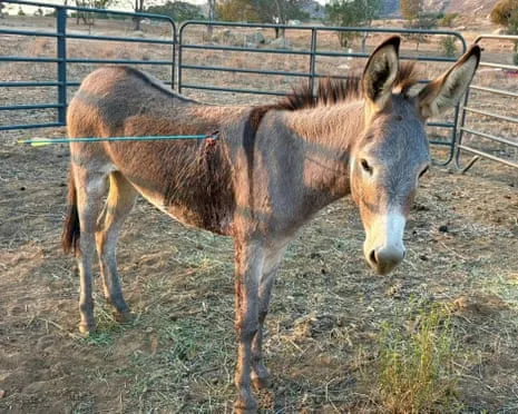 Burro Healing Following Newest Projectile Strike on Feral Donkeys in the Golden State