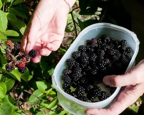Wanted: Tasty Bakes to Make Use Of a Abundance of Handmade Jam