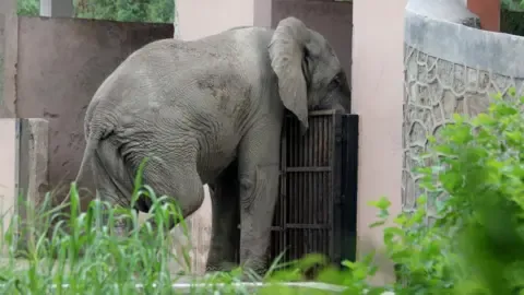 The Solitary Life and Death of Delhi’s Sole African Elephant