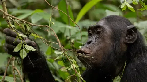 Apes Ingesting the Equivalent of an Alcoholic Beverage Daily from Overripe Produce, Investigation Reveals