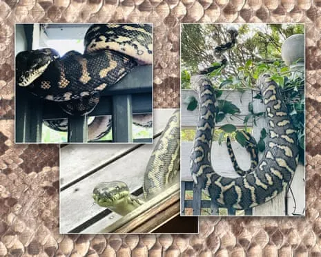 Accepting my Snakes in the Overhead Space: A Transformation from Anxiety to Fascination