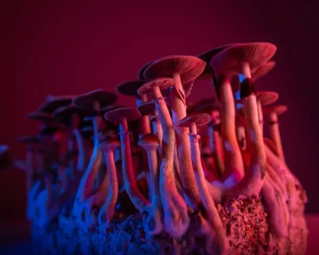 On Drugs by Justin Smith-Ruiu: A Reflective Guide into Psychedelics