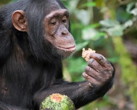 Chimpanzees Ingest Everyday Ethanol Comparable to a Pint from Ripe Figs