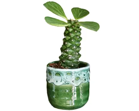 Will This Euphorbia Ritchiei Ever Sprout Back?