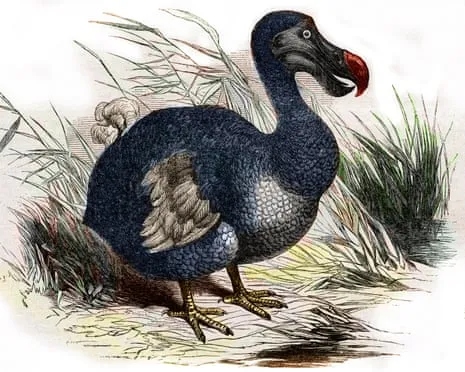Scientists State They’ve Made a ‘Pivotal Step’ in Reviving the Dodo for the Very First Occasion in Multiple Generations